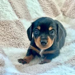 Mrs Potts - Black and tan female Dachshund puppy in Casper, Wyoming from Daisy's Doxies & Doodles