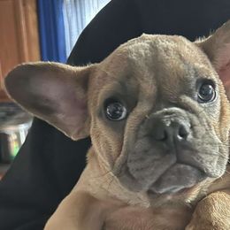 Hermes - Cream French Bulldog puppy in Middletown, Rhode Island from Royal Frenchies LLC