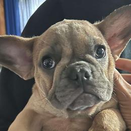Hermes - Cream French Bulldog puppy in Middletown, Rhode Island from Royal Frenchies LLC