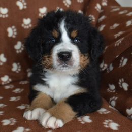 Bernese Mountain Dog Puppies from Knight Bernese