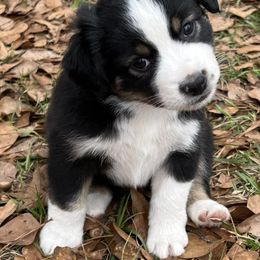 Miniature Australian Shepherds from Dream Ranch Mini Aussies