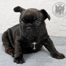 Girl 2 - Brindle female French Bulldog puppy in Schaumburg, Illinois from A & B French Bulldogs