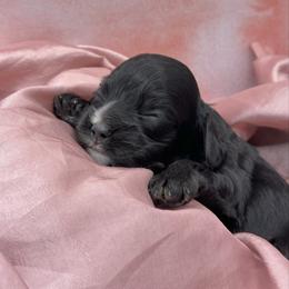 Ruby - Black white and tan female Cocker Spaniel puppy in Oklahoma City, Oklahoma from BRX Country Cockers LLC