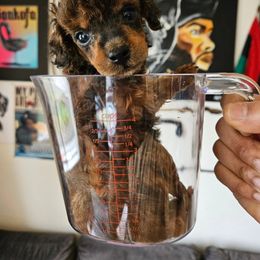 Poodle Puppies from Sankofa Kennel Club
