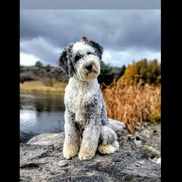 Bernedoodle, Goldendoodle, Poodle, and Sheepadoodle All Grown Up from Kerr Kanine Ranch