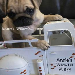 Sparkle - Fawn female Pug puppy in Janesville, Wisconsin from Annie's Willow Hill Pugs