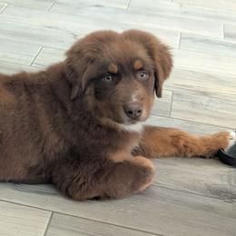 Godiva - Red tri-color female Australian Shepherd puppy in Fultonville, New York from Sandy Aussies, Mini Dachshunds & Pomeranians
