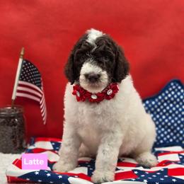 Latte - Parti female Goldendoodle puppy in Summerville, South Carolina from Channys Doodles