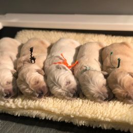 Golden Retriever Puppies from Jessica Hagstette