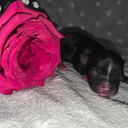 Pluto - Parti male Yorkshire Terrier puppy in Lakeland, Florida from You Me & The Yorkies