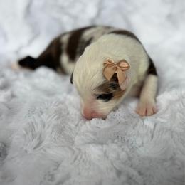 Cookie - Red merle female Miniature American Shepherd puppy in Riverton, Utah from Iron Spirit Homestead & Aussies