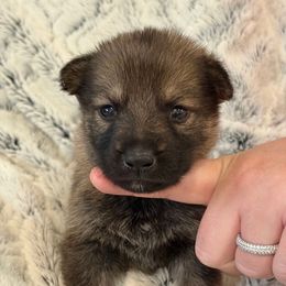 Light Pink Girl - Sable female German Shepherd puppy in Beech Grove, Arkansas from Ze Zadnich lesu