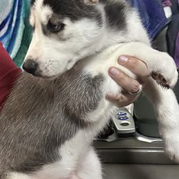 Siberian Husky Puppies from McDonald's Homegrown Huskies