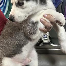 Siberian Husky Puppies from McDonald's Homegrown Huskies