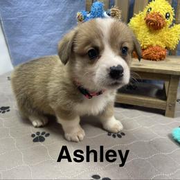 Ashley - Sable female Pembroke Welsh Corgi puppy in Apison, Tennessee from Ashmore Corgis