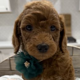 Bernedoodles and Goldendoodles from Rose canyon doodles
