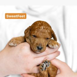 Poodle Puppies from Pawsable Prospects