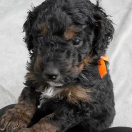 Orange Collar 'Simba' - Phantom male Bernedoodle puppy in Mora, Minnesota from Knudsen Pups