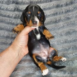 FANCY - BLACK and TAN - Black and tan female Dachshund puppy in Swink, Oklahoma from Palali Farm