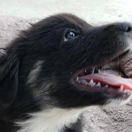 Tanner - Black tri-color Australian Shepherd puppy in Nezperce, Idaho from Willow Creek Farm