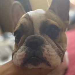 Nina - French Bulldog