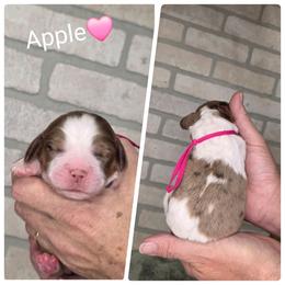 Apple - White and liver female English Springer Spaniel puppy in Freeland, Michigan from McNally's Springer Spaniels