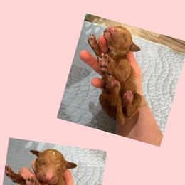 Coral - Red female Irish Doodle puppy in Harrisburg, Arkansas from Ransone’s Ridge Runners Poodles and Doodles