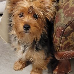 Joplin - Yorkshire Terrier