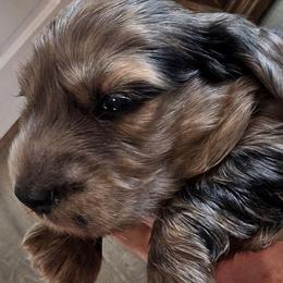 Penny's cream dapple brindle boy longhair - Dapple male Dachshund puppy in Declo, Idaho from Dozendachs