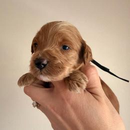 Black Collar 2 - Red  male Goldendoodle puppy in Covington, Louisiana from MyKy Puppies