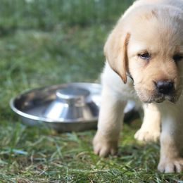 Labrador Retriever Puppies from Gabriel Ben-Yosef