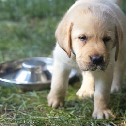 Labrador Retriever Puppies from Gabriel Ben-Yosef