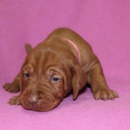 Vizsla Puppies from Pheasant Poppers Vizslas