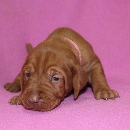 Vizsla Puppies from Pheasant Poppers Vizslas