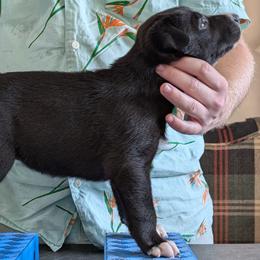 Chamomile - Black female Xoloitzcuintli puppy in Felts Mills, New York from Solstice Xolos