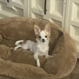 Chihuahua All Grown Up from Lisa's Chihuahuas