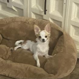 Chihuahua All Grown Up from Lisa's Chihuahuas