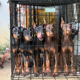 Doberman Pinscher and Dutch Shepherd Puppies from Crosspointe Canines; Home of Karmic Doberman Pinschers & Stellar Dutch Shepherds