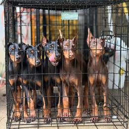 Doberman Pinscher and Dutch Shepherd Puppies from Crosspointe Canines; Home of Karmic Doberman Pinschers & Stellar Dutch Shepherds