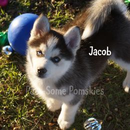 Jacob - Black and white male Pomsky puppy in Krum, Texas from Paw-Some Pomskies
