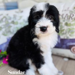 Sundae - Black and white female Sheepadoodle puppy in Murrieta, California from Brookside Bernedoodles