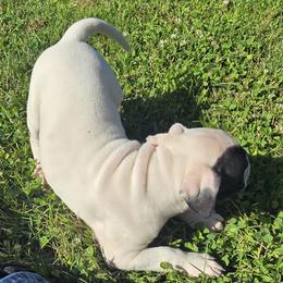 Fudge - White male American Bulldog puppy in Three Rivers, Michigan from Jemms Kennels
