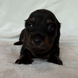 Dottie - Black and tan female Dachshund puppy in Callahan, Florida from Little Foot Kennels