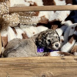 Sable - Sable male Goldendoodle puppy in Yarnell, Arizona from Boulder Mountain Doodles