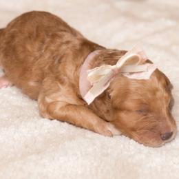 Autumn - Red  female Goldendoodle puppy in Hopkins County, Texas from Boutique Doodles