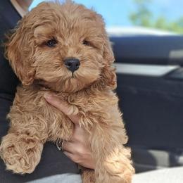 Bun - Buff female Cockapoo puppy in Maryland from Teddy Bear Cockapoos