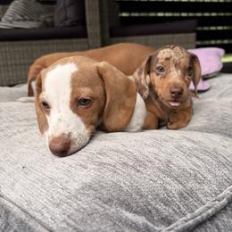 Dachshund Puppies from Alex Cartagena