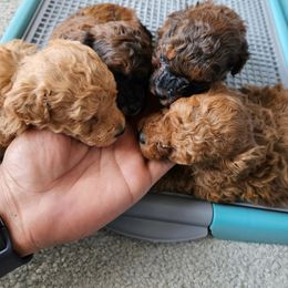Poodle Puppies from Sankofa Kennel Club