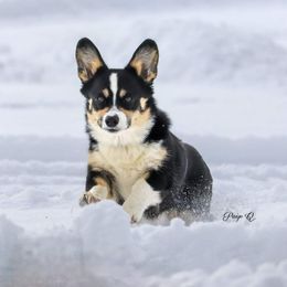 Goody - Pembroke Welsh Corgi
