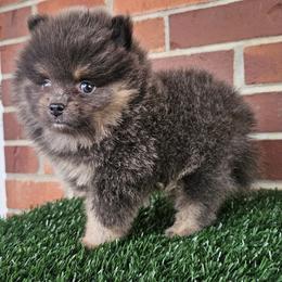 Pomeranian Puppies from Imperial Pomeranians